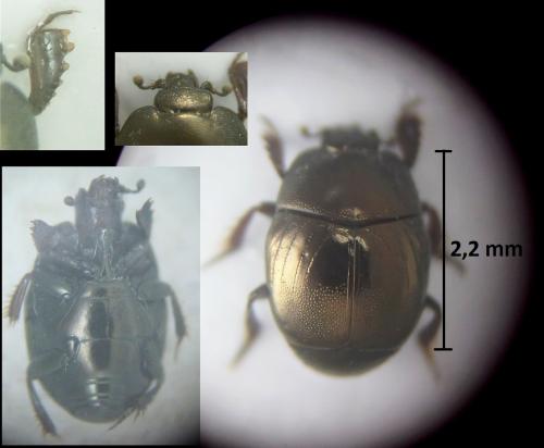 Réf. 205 534 : Hypocaccus rubripes